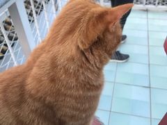 -喵屿·大理花园猫咖