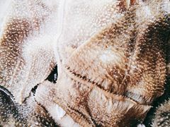 -铜元老码头鳝鱼火锅