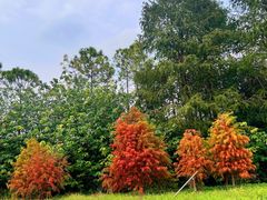 -上海海湾国家森林公园