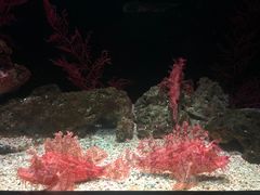 -暹罗海洋世界