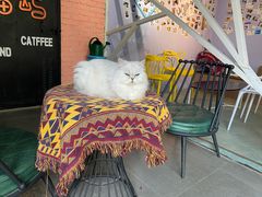 -喵屿·大理花园猫咖