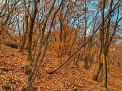 -帽儿山国家森林公园