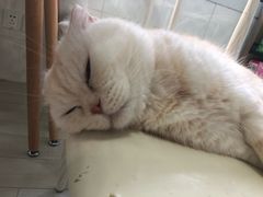 -喵的天空名猫咖啡馆·撸猫·猫舍·用品