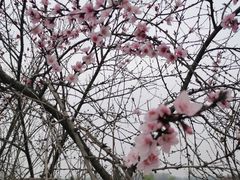 -洨河生态公园
