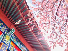 -桃花堤公园