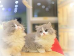-柚子猫舍·精品猫舍购猫·猫咪认养·购宠·宠物店