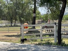 -北京群众马术培训基地