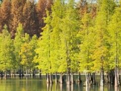 -白鹭湾湿地公园