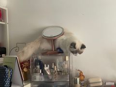-瑞派紫金宠物医院24小时·骨科·中兽医·重症转诊中心(番禺大石院)