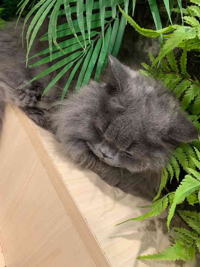 neko atsume猫舍(望京店)-"【项目】寄养 | 其他 | 乐园 7月1.