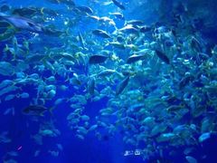 -烟台海昌鲸鲨海洋公园