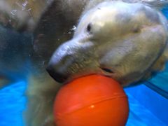 -芜湖新华联大白鲸海洋公园