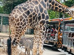 -清迈夜间动物园