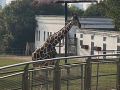 -合肥野生动物园