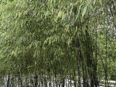 -西安市长乐公园