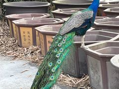 -云南勐巴娜西珍奇园