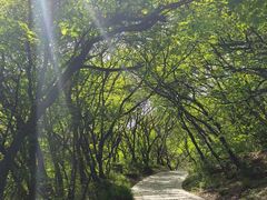 -神农山景区