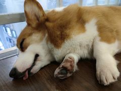 -柯斗斗主题餐厅·狗咖·围炉煮茶·茶饮(国瑞升平里店)