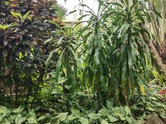 -海南热带野生动植物园
