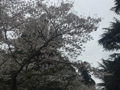 -武汉大学-樱园