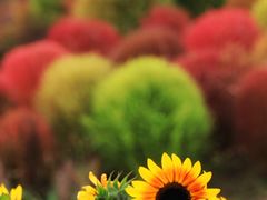 -花开海上生态园