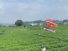 -龙坞茶村
