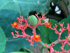 -华南国家植物园-售票处