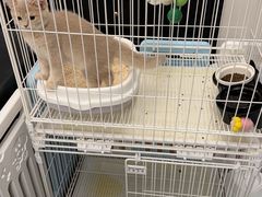 -翊宠yipet猫狗购宠庄园