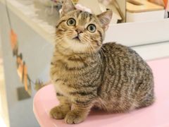-momokira米努特·德文卷毛猫·棉花面纱犬