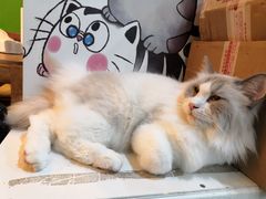-李小姐の猫咖啡馆(五角场店)