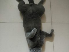 -萌兽医馆·犬猫专科·眼科中心·宠物医院(朝阳门分院)