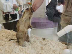 -怪兽屋·羊驼·猫咖·狗咖(俊华广场店)