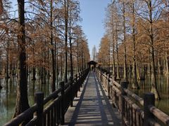 -西青郊野公园