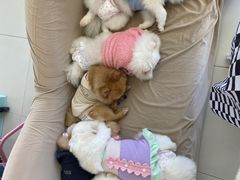 -怪兽屋·羊驼·猫咖·狗咖(俊华广场店)