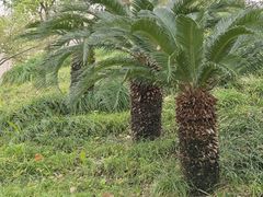 -泰州凤城河风景区-泰山公园