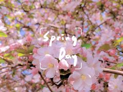 -桃花堤公园