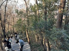 -紫金山山顶公园