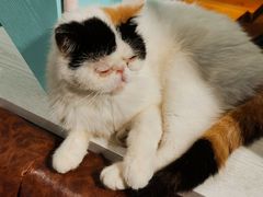 -猫小院猫主题餐厅(三里屯店)