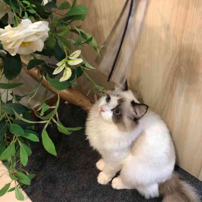 喵先森名猫馆·猫咪休闲会所-"【项目】洗澡 | 美容每次都会带我们家.