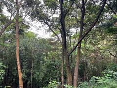 -黄埔油麻山森林公园