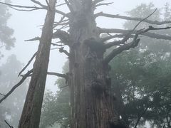 -天目山大树王景区
