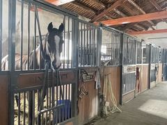 -北京群众马术培训基地