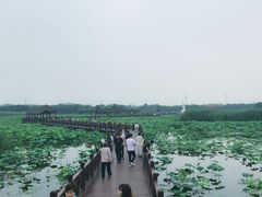 -荷塘月色湿地公园·向阳花洲