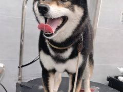 -宠福鑫康馨动物医院·骨科·眼科