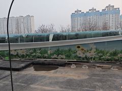 -洛阳郁金香牡丹园