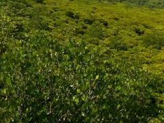 -东寨港红树林旅游区