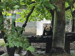 -都江堰中华大熊猫苑