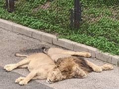 -大连森林动物园