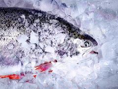 -原志优秀食材·匠心料理·海胆主题(金亿广场店)