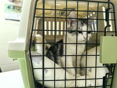 -瑞派天宁宠物医院·猫科·异宠中心